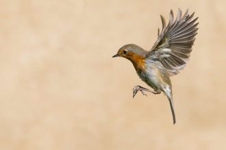 A robin in-flight with its wings held aloft