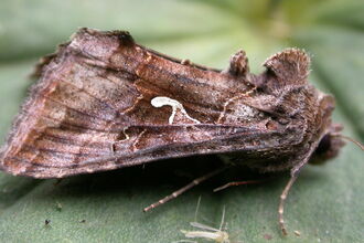 A silver Y moth resting on a leaf