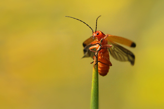A common red soldier beetle perching on a plant stem and opening its wings ready for flight