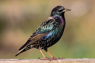A starling shining green and purple in the sunshine