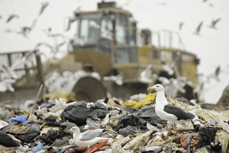 Lesser black-backed gulls standing on a heap of non-recyclable rubbish at a landfill site, with yellow wagons in the background