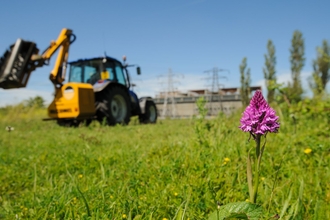 A pyramidal orchid in a field with a digger in the background