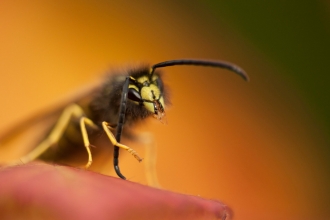 A wasp sitting on a bramble leaf and grooming its antennae