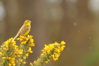 A yellowhammer perched on gorse in the rain