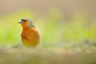 A chaffinch on the ground in a garden