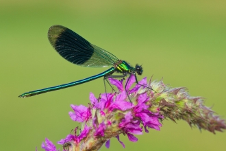 A banded demoiselle dragonfly at rest on pink wildflowers