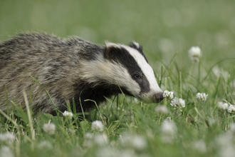 A badger sniffing a white clover flower as it walks across clover covered grass