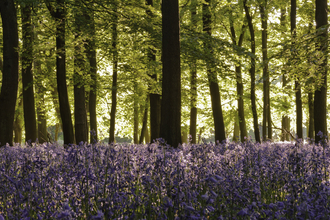 A sea of bluebells in front of native broad-leaved trees in a sun-dappled woodland