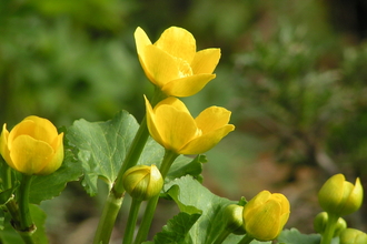 Marsh marigold