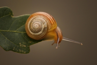 A snail moving along a leaf