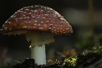 Sunlight highlighting the white-spotted red cap of a fly agaric mushroom, which is growing between moss covered tree roots
