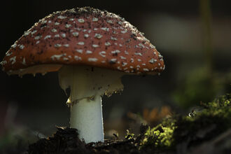 Image shows a fly agaric mushroom on the forest floor