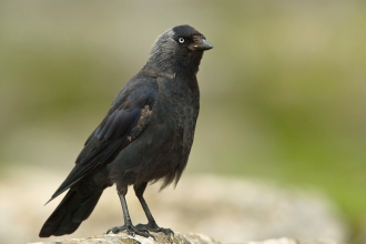 An adult jackdaw standing on a limestone rock