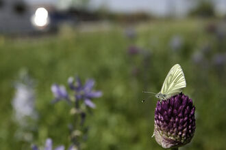Wildflowers growing by a roadside. A white butterfly rests on one of the flowers.