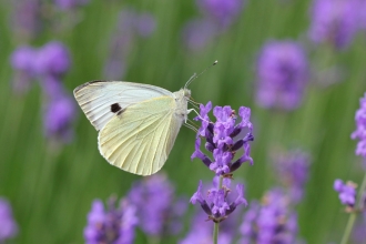 A large white butterfly feeding on lavender flowers
