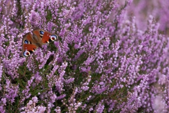 A peacock butterfly resting on heather flowers