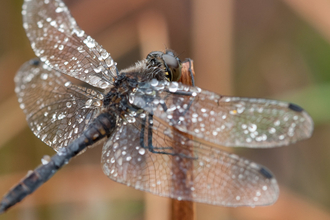 A black darter dragonfly resting on vegetation on a peatland