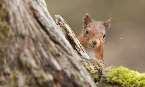 Red squirrel 