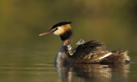 A great crested grebe swimming with two small chicks on its back