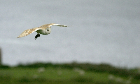 A barn owl flying over Lunt Meadows with a vole in its talons