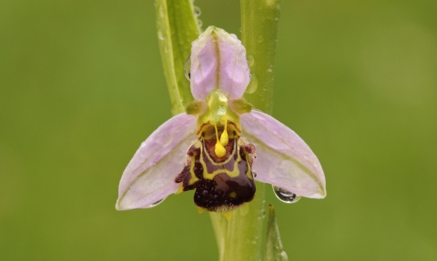 A bee orchid at Wigan Flashes nature reserve