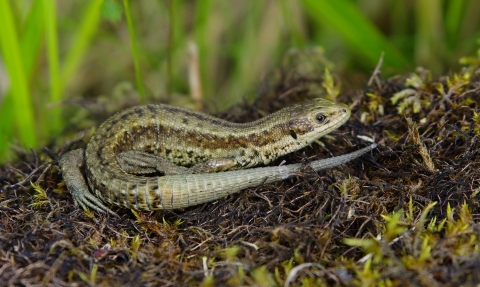 A common lizard basking on a patch of mossy ground