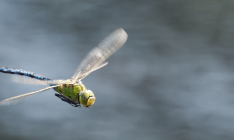 An emperor dragonfly flying over a body of water