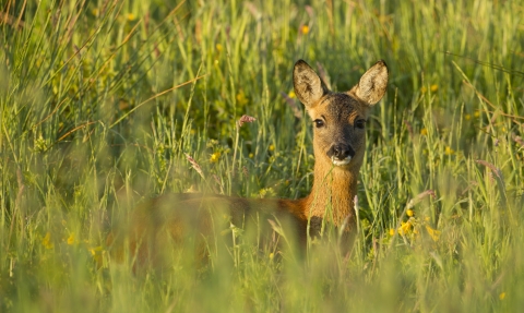 A roe deer peeping up from long grass
