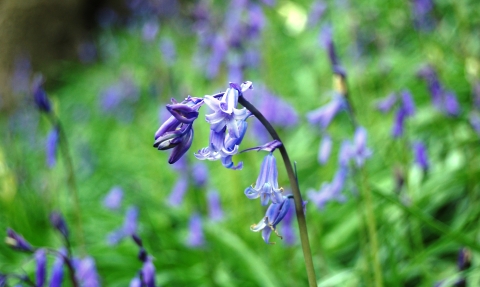 Bluebells waving in the woodland at Upper Bradshaw Valley on the Kingfisher Trail