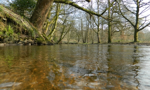 Trees bordering tranquil Bradshaw Brook