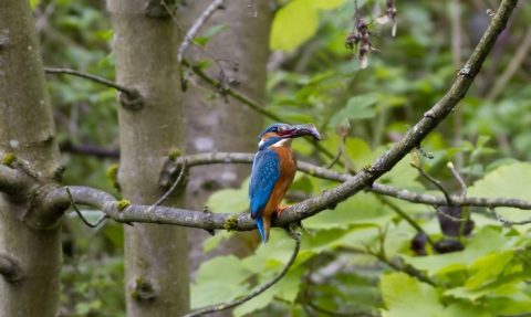 A kingfisher perched with a fish in its mouth on the Kingfisher Trail