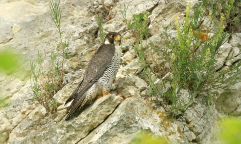 A peregrin falcon perched on a cliff