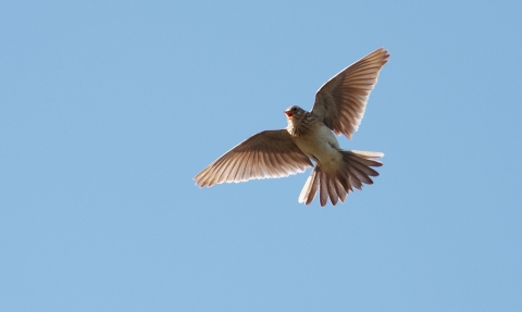 Skylark