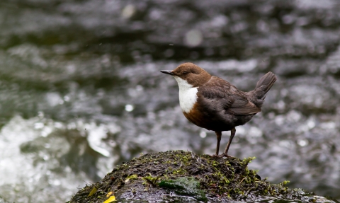 A dipper standing on a rock in the middle of a fast-flowing river