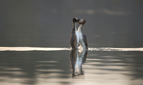 Great-crested grebes performing their amazing courtship display