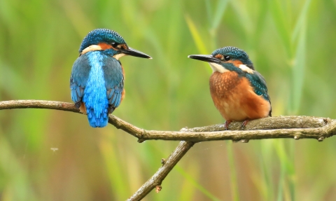 A pair of kingfishers perched on a tree branch together