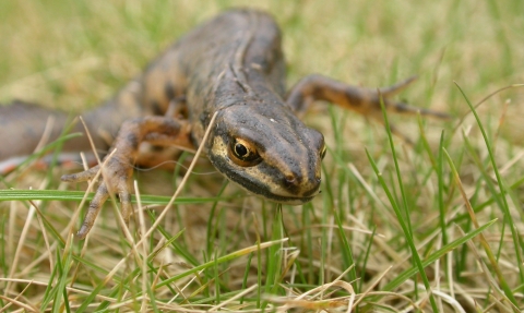 A smooth newt crawling across grass