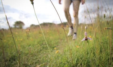 A visitor to a nature reserve walking past a bee orchid