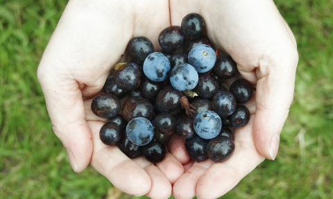 Sloes in hand