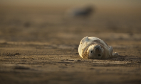 Grey seal by Neil Aldridge