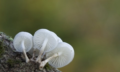Fungi