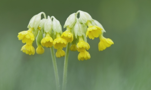 Cowslip by Guy Edwardes/2020VISION