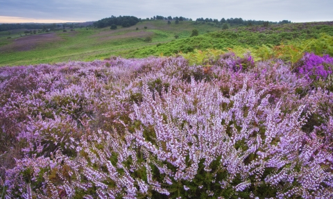 Heather