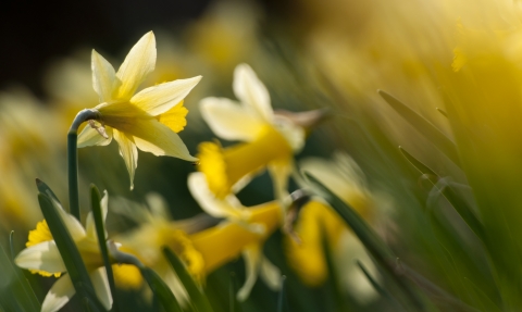 Wild Daffodils