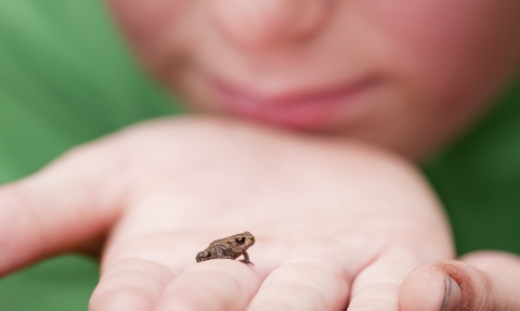 Toadlet on hand