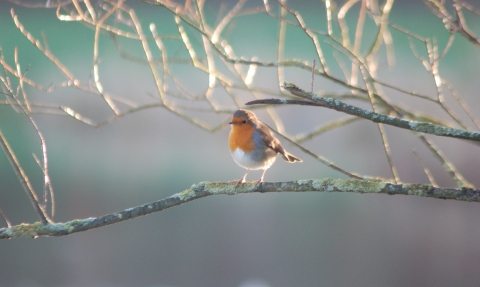 Robin