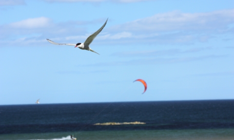 Tern on beach