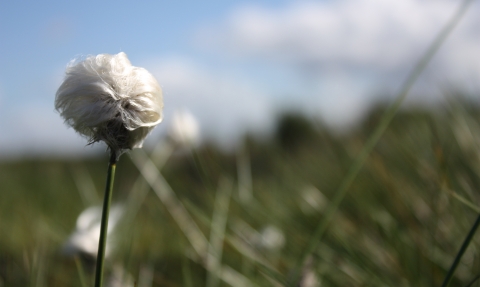 A head of cotton grass growing on Cadishead Moss nature reserve