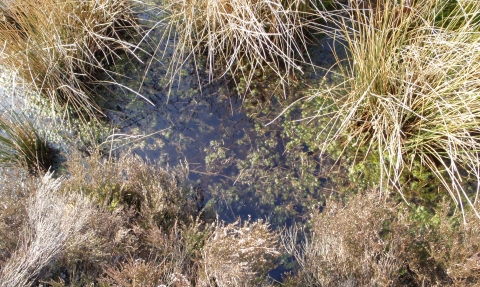 A pool lined with sphagnum moss at Red Moss