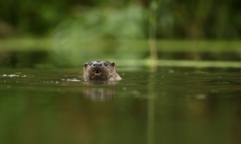 An otter swimming towards camera along a lush waterway